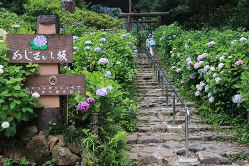 taiheizan 栃木の紫陽花の名所！太平山のあじさい坂！ | リアルサイズ住宅展示場