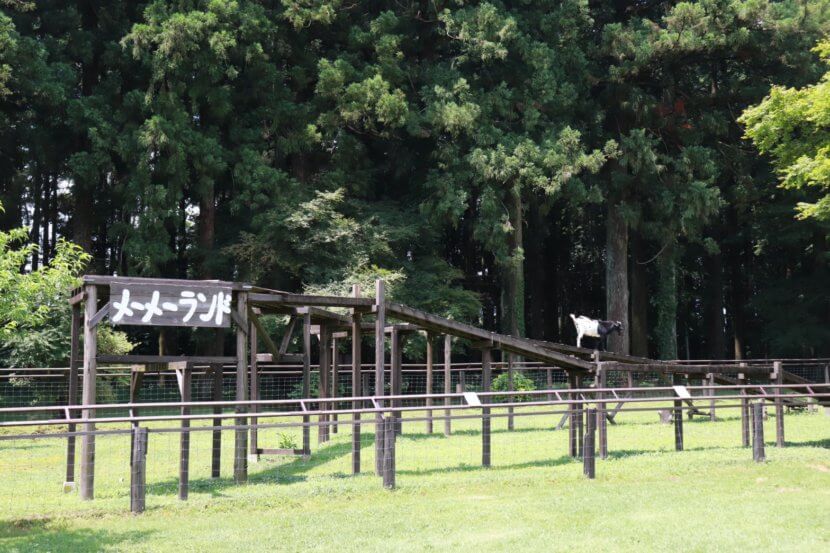 栃木県那須　千本松牧場　自然　子ども連れ　家族お出かけ